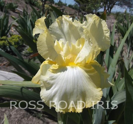 Photo of Tall Bearded Iris (Iris 'Days of Summer') uploaded by Weiser