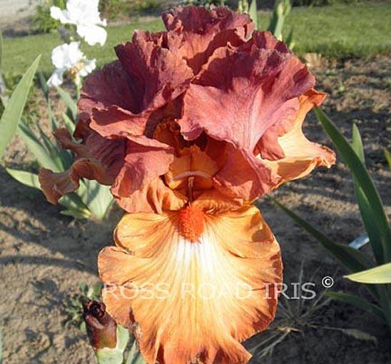 Photo of Tall Bearded Iris (Iris 'Safari Sunset') uploaded by Weiser