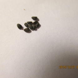 Location: My garden Home
Date: 2015-12-27
Second photo of same seeds as compared before to a penny