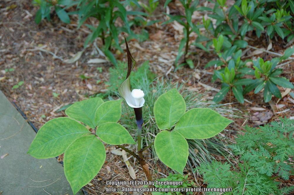 Photo of Japanese Cobra Lily (Arisaema sikokianum) uploaded by treehugger