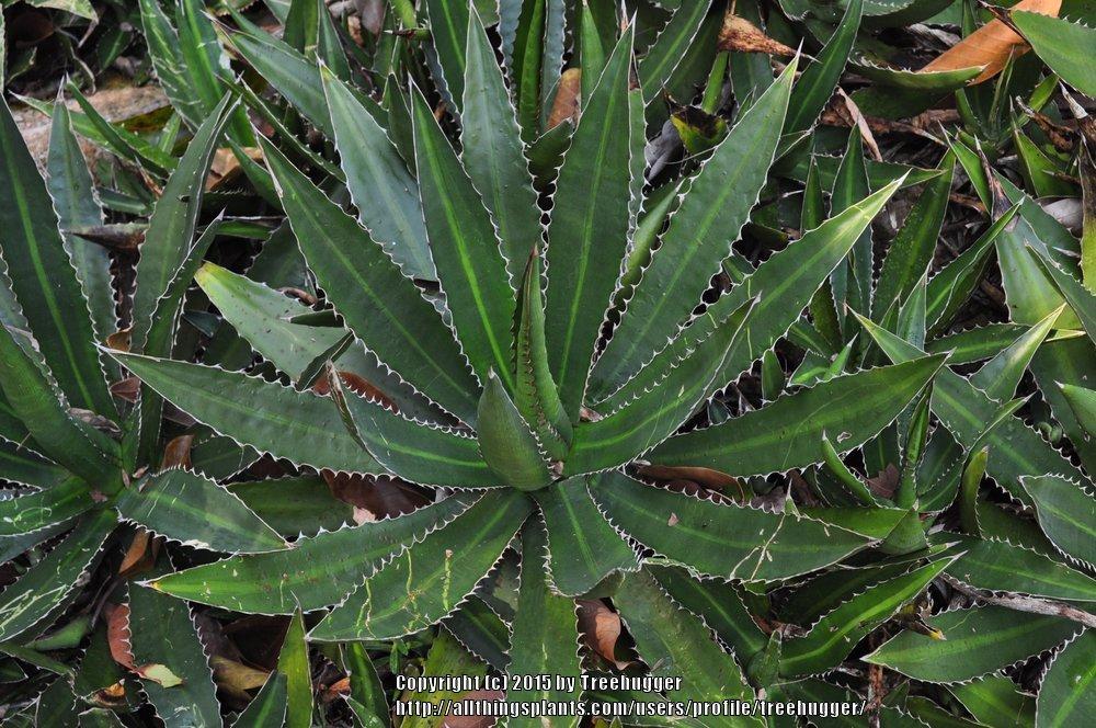 Photo of Maguey Mezortillo (Agave lophantha) uploaded by treehugger
