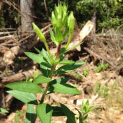 Location: Mississippi
Date: 2015-09-11
Immature flower buds