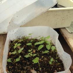 Location: Mississippi
Date: 2015-04-04
Seedlings emerge after 2 years