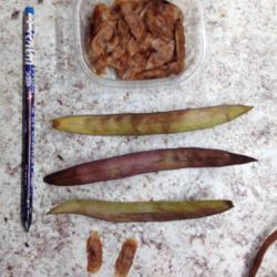 Location: Mississippi
Date: 2015-11-28
Seed pods and seeds