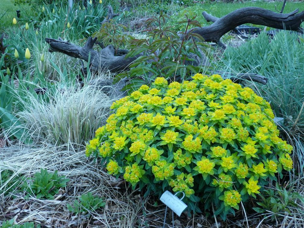 Photo of Cushion Spurge (Euphorbia epithymoides) uploaded by MrsBinWY