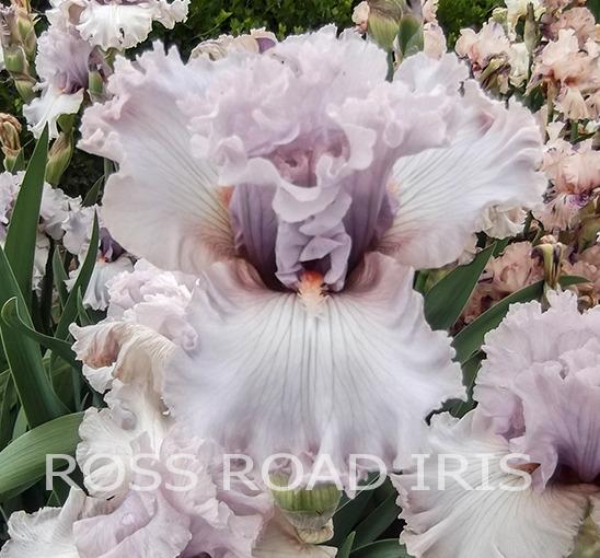 Photo of Tall Bearded Iris (Iris 'Paris Fashion') uploaded by Weiser