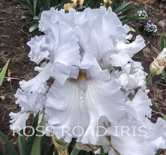 Photo of Tall Bearded Iris (Iris 'Alabaster Unicorn') uploaded by Weiser