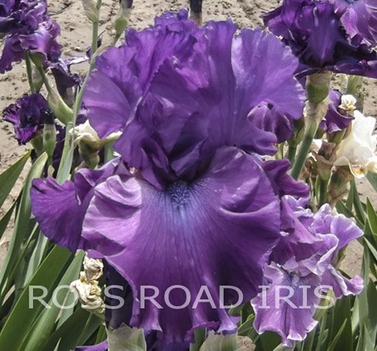 Photo of Tall Bearded Iris (Iris 'Majestic Ruler') uploaded by Weiser