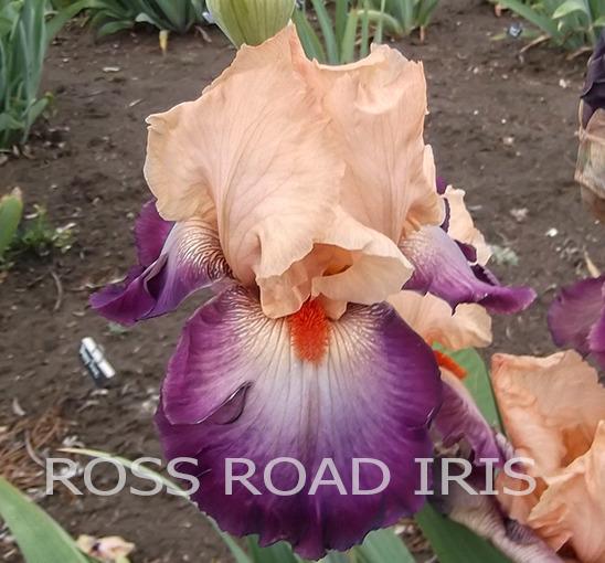 Photo of Tall Bearded Iris (Iris 'Dancing Spree') uploaded by Weiser