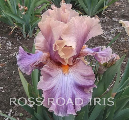 Photo of Tall Bearded Iris (Iris 'Chasing Rainbows') uploaded by Weiser