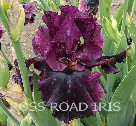 Photo of Tall Bearded Iris (Iris 'Silken Trim') uploaded by Weiser