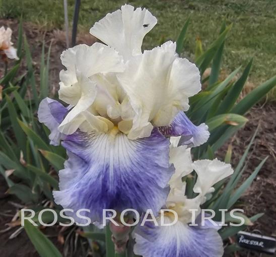 Photo of Tall Bearded Iris (Iris 'Seakist') uploaded by Weiser