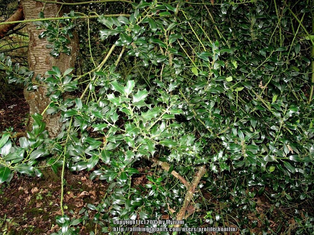 Photo of European Holly (Ilex aquifolium) uploaded by bonitin