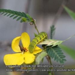 Location: Mississippi
Date: July
Host plant for sulphur butterflies