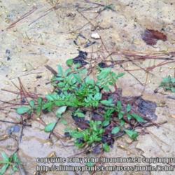 Location: Mississippi
Date: 2015-11-01
Seedlings produce a basal rosette