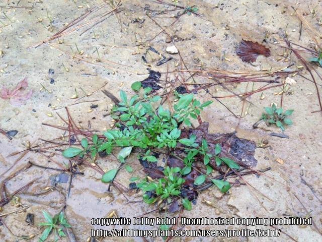 Photo of Plains Coreopsis (Coreopsis tinctoria) uploaded by kchd