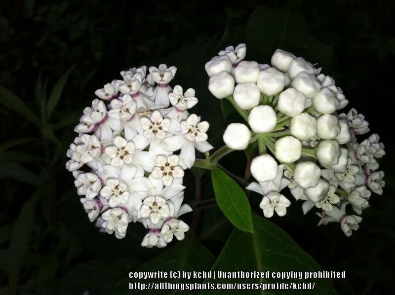 Photo of Redring Milkweed (Asclepias variegata) uploaded by kchd