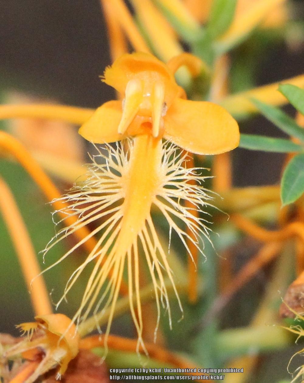 Photo of Yellow Fringed Orchid (Platanthera ciliaris) uploaded by kchd