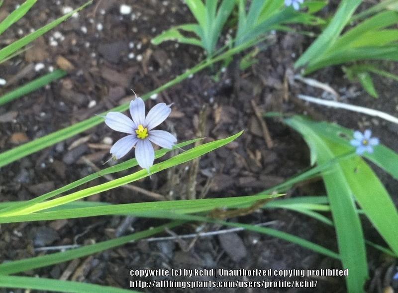 Photo of Narrowleaf Blue-Eyed Grass (Sisyrinchium angustifolium) uploaded by kchd