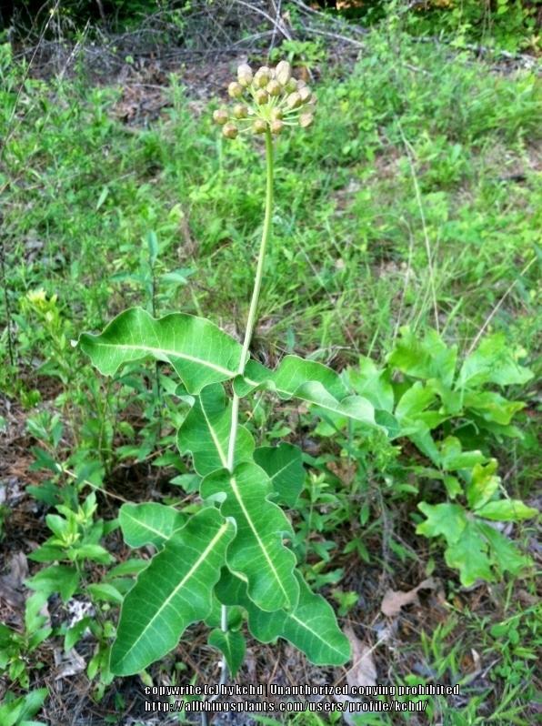 Photo of Clasping Milkweed (Asclepias amplexicaulis) uploaded by kchd