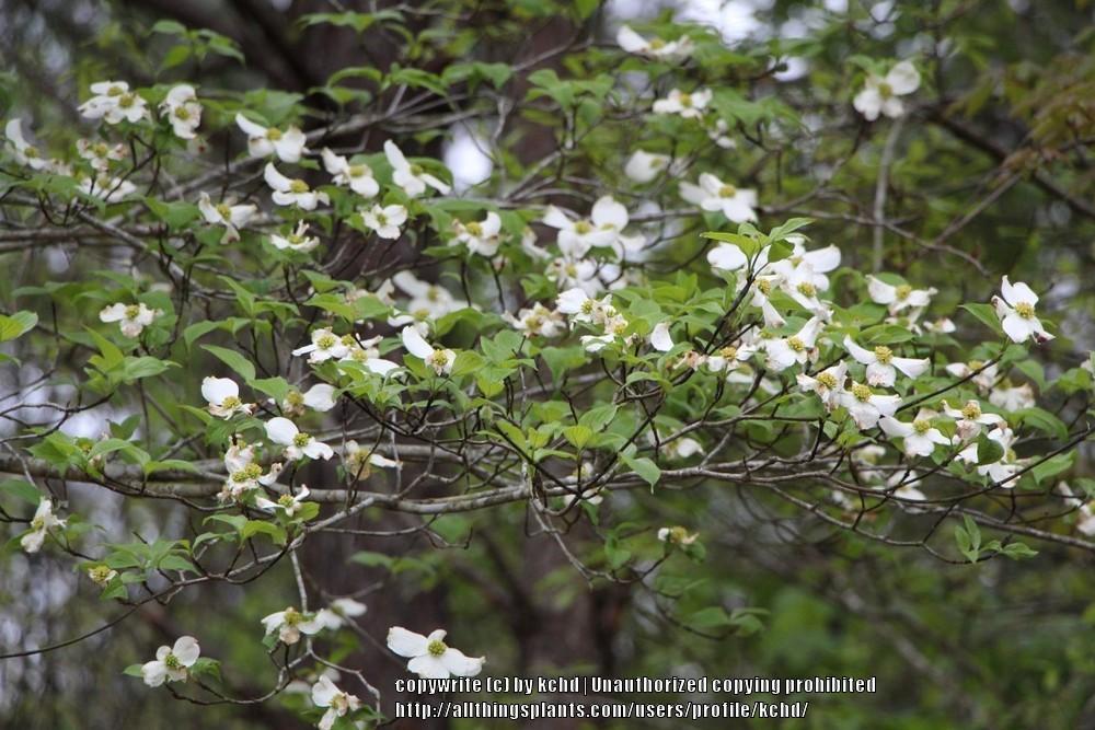 Photo of Flowering Dogwood (Cornus florida) uploaded by kchd