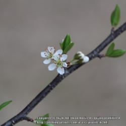 Location: Mississippi
Date: 2014-03-11
Early blooms in spring, immediately preceeding leaf out