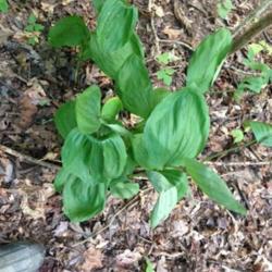 Location: Mississippi
Date: 2014-09-27
Grows in deep hardwood coves in MS