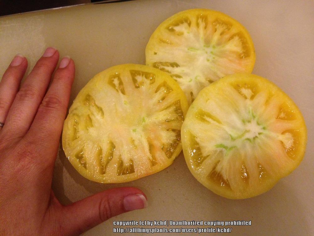 Photo of Tomato (Solanum lycopersicum 'Great White') uploaded by kchd