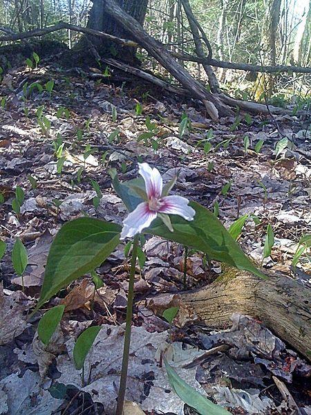Photo of Painted Trillium (Trillium undulatum) uploaded by robertduval14