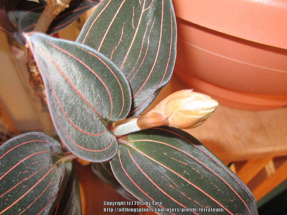 Photo of Jewel Orchid (Ludisia discolor) uploaded by terrafirma