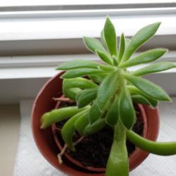 Location: SE Michigan
Date: 2015-12-29
If anyone is able to ID this particular echeveria, please let me 