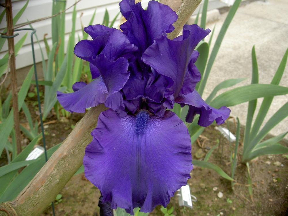 Photo of Tall Bearded Iris (Iris 'Dusky Challenger') uploaded by Muddymitts