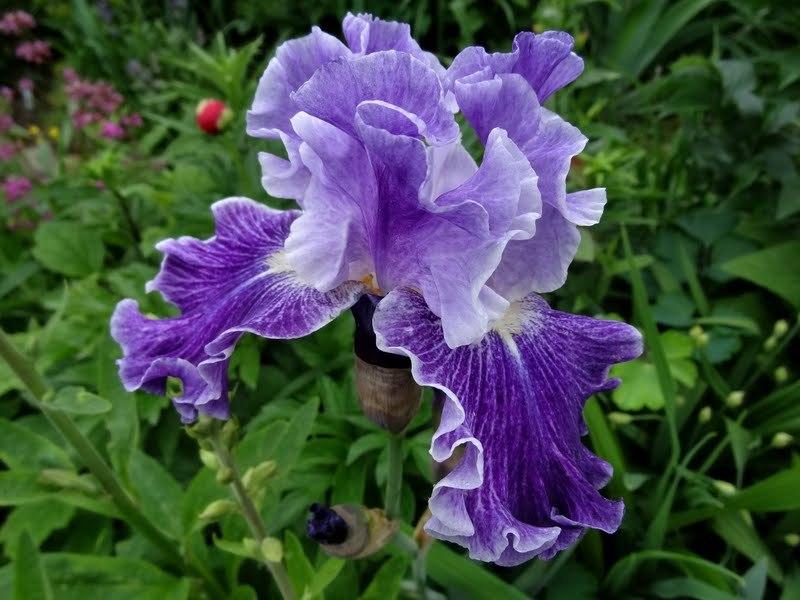 Photo of Tall Bearded Iris (Iris 'Fancy Dress') uploaded by Orsola
