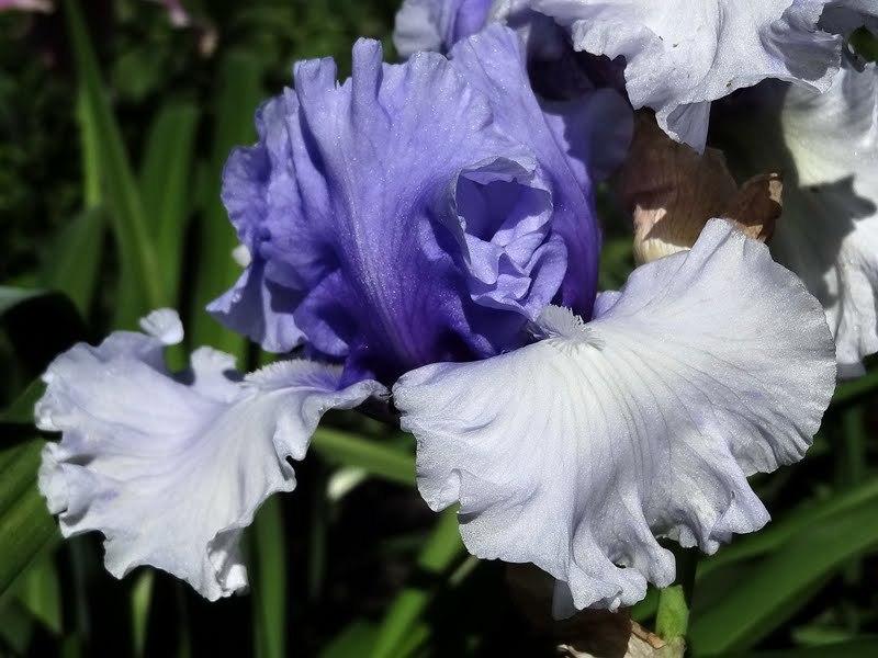 Photo of Tall Bearded Iris (Iris 'Wintry Sky') uploaded by Orsola