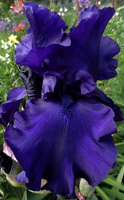 Photo of Tall Bearded Iris (Iris 'Dusky Challenger') uploaded by Orsola