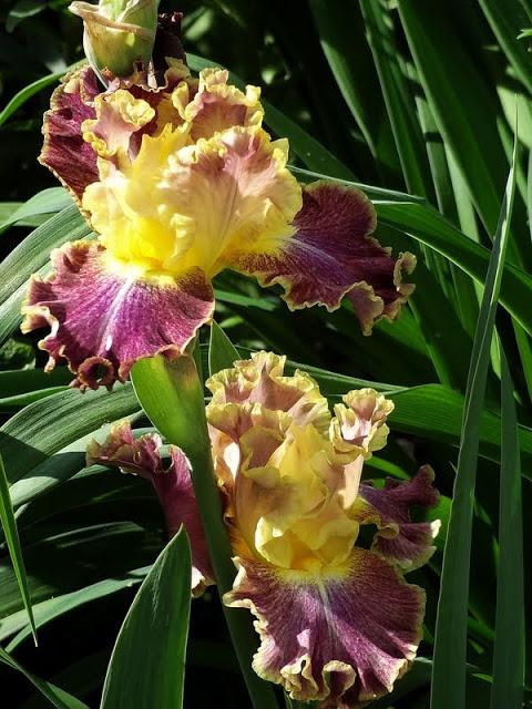 Photo of Tall Bearded Iris (Iris 'High Master') uploaded by Orsola