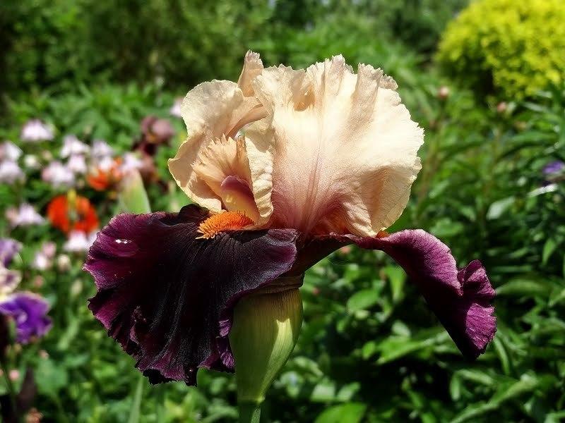 Photo of Tall Bearded Iris (Iris 'Ocelot') uploaded by Orsola