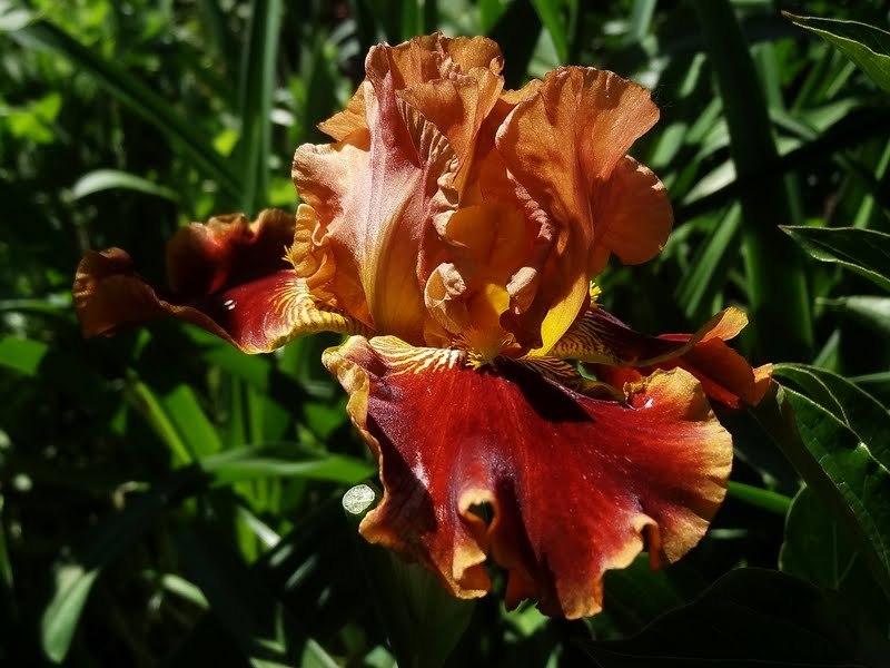 Photo of Tall Bearded Iris (Iris 'Rustler') uploaded by Orsola
