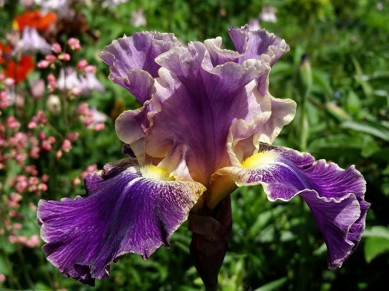 Photo of Tall Bearded Iris (Iris 'Lip Service') uploaded by Orsola