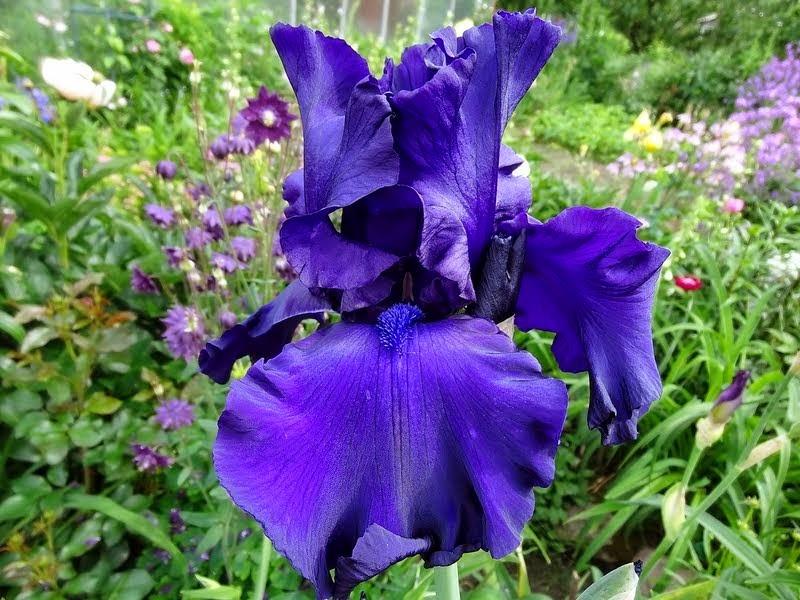 Photo of Tall Bearded Iris (Iris 'Dusky Challenger') uploaded by Orsola