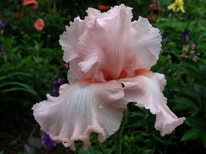 Photo of Tall Bearded Iris (Iris 'Happenstance') uploaded by Orsola
