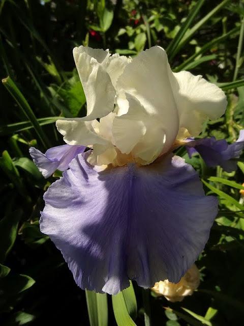 Photo of Tall Bearded Iris (Iris 'Haut les Voiles') uploaded by Orsola