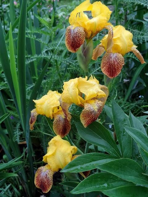 Photo of Miniature Tall Bearded Iris (Iris 'Honorabile') uploaded by Orsola