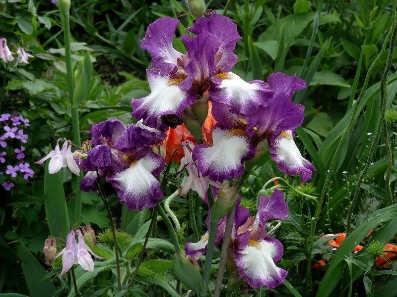 Photo of Tall Bearded Iris (Iris 'Footloose') uploaded by Orsola
