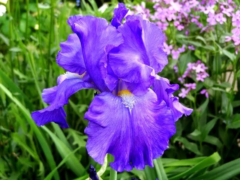 Photo of Tall Bearded Iris (Iris 'Blue Suede Shoes') uploaded by Orsola