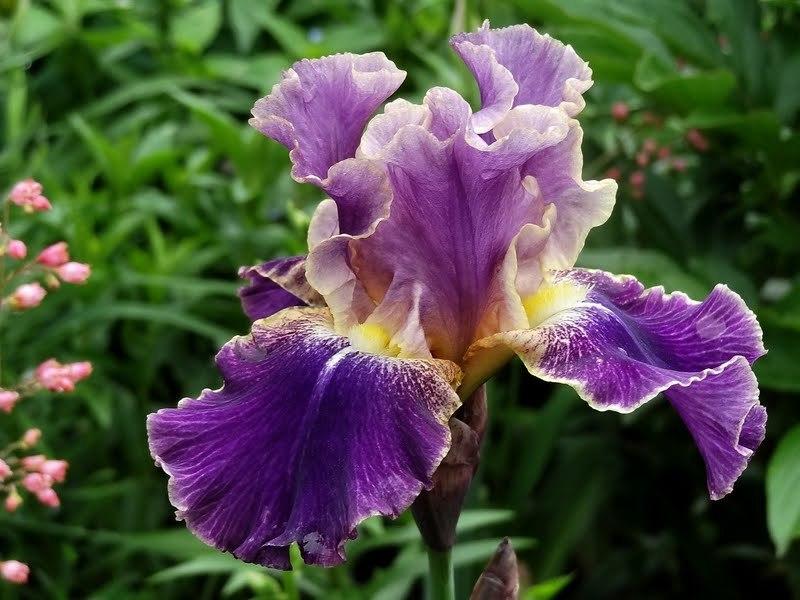 Photo of Tall Bearded Iris (Iris 'Lip Service') uploaded by Orsola