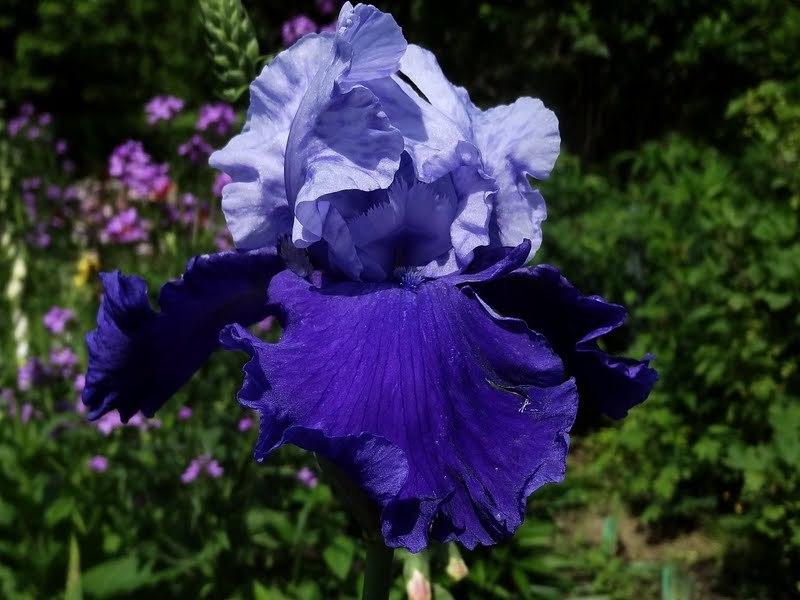 Photo of Tall Bearded Iris (Iris 'Proud Tradition') uploaded by Orsola