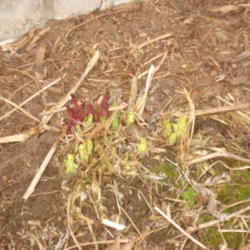 Location: My garden in Bark River, MI
Date: 2015-04-19
Pink- and white-flowered plants emerging in April