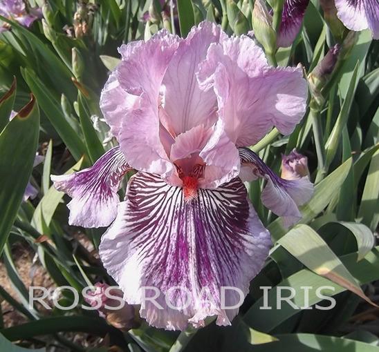 Photo of Tall Bearded Iris (Iris 'Plum Pretty Whiskers') uploaded by Weiser