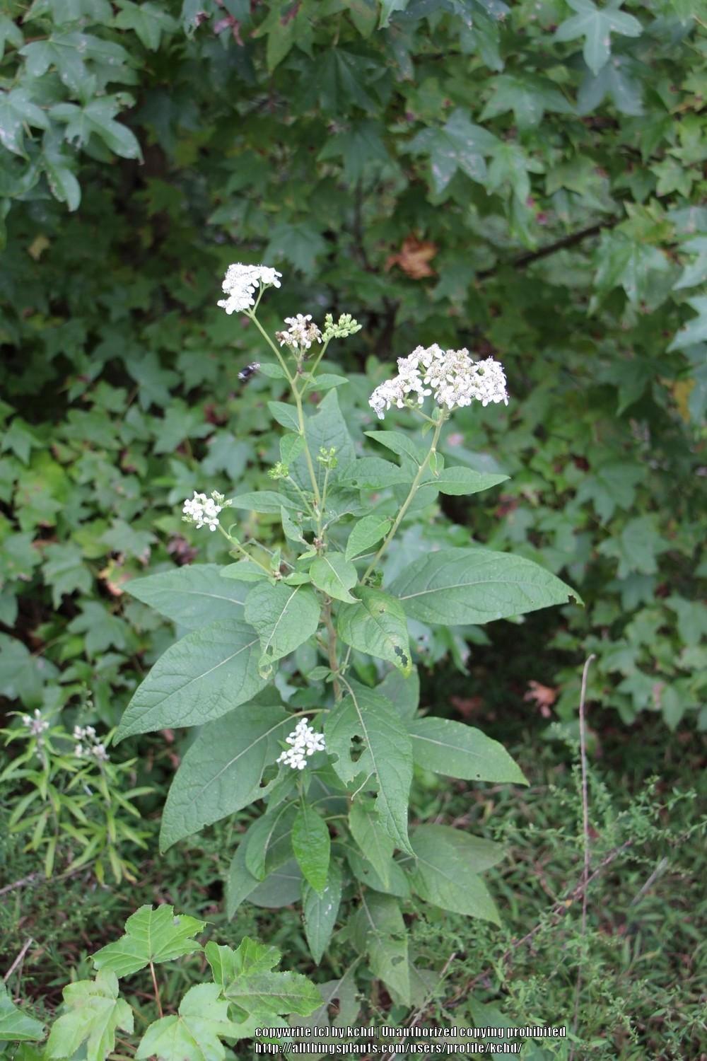 Photo of Frostweed (Verbesina virginica) uploaded by kchd